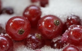 Red currants with sugar close-up