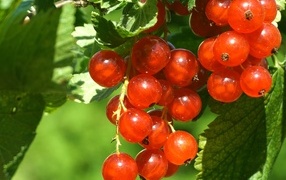 Красные спелые ягоды смородины