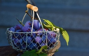Ripe blue plums in a basket on the table