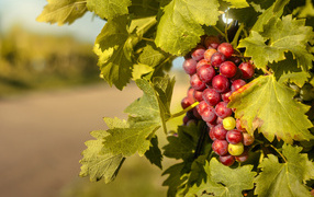 Спелая гроздь розового винограда в листьях