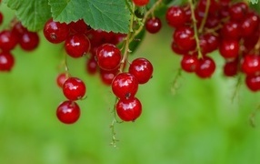 Спелая сочная красная смородина на ветке