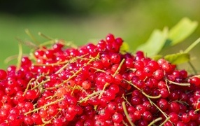 Ягоды спелой красной смородины