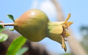 Плод граната созревает на ветке дерева