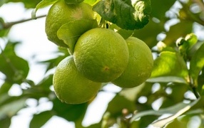 Three green limes on a tree branch