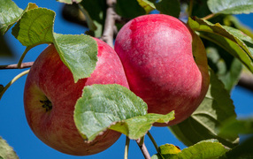 Два больших сочных яблока на ветке