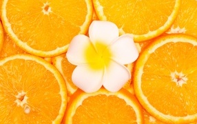 Белый цветок плюмерии с кружочками апельсина