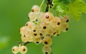 Yellow currant on a branch close-up