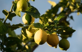 Желтые лимоны на ветках в лучах солнца
