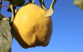 Yellow quince fruit against blue sky