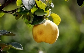 Желтый плод айвы на ветке дерева