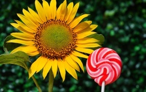 Конфета на палочке  с цветком подсолнуха