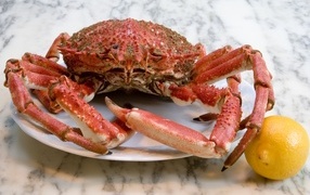 Big red crab on a plate with lemon