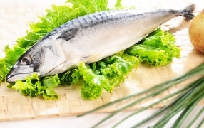 Large mackerel with lettuce