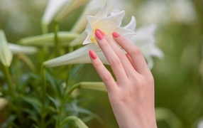 Нежная женская рука касается белой лилии