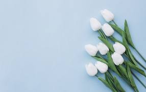 Bouquet of white tulips greeting card template for March 8