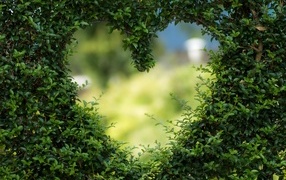 Сердце в зеленых листьях