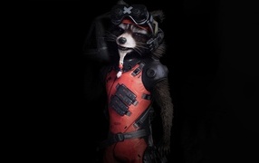 Raccoon in a suit on a black background