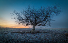 Big old tree on frost-covered ground