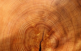 Circles on a sawn tree trunk