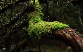 Green moss on a tree trunk in the forest