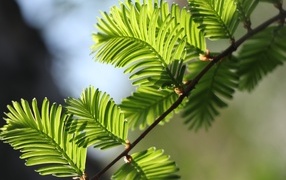 Зеленые молодые листья дерева весной