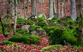 Large stones covered with green moss in the forest