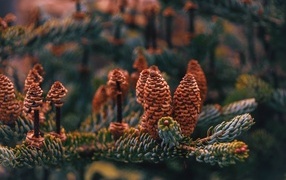 Many large brown cones on a spruce branch