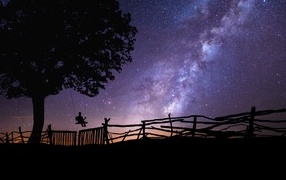 Milky way in the sky above the tree