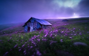 Old house with lilac flowers on a hill