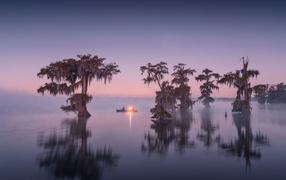 Old trees in the water at dusk
