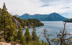 Высокие сосны растут на утесе у озера