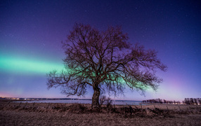 Tree by the lake against the backdrop of the aurora