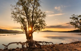 Tree on the shore of a lake at dawn