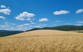Beautiful wheat field under blue sky
