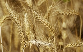 Ears of ripe wheat close-up