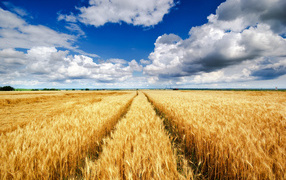Поля с желтыми колосьями пшеницы под красивым небом