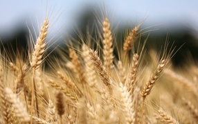 Ripe ears of wheat on a field in autumn