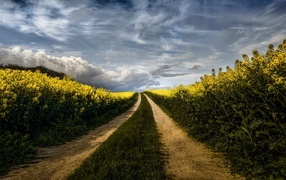 Road in a rapeseed field under a beautiful sky