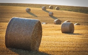 Рулоны сена на поле в лучах солнца осенью