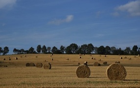 Rolls of hay on a field under a blue sky