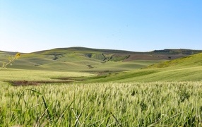 The fields are covered with green ears of wheat