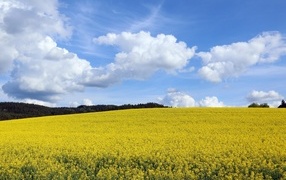 Желтое  рапсовое поле под небом с белыми облаками