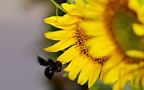 Пчела летит к желтым цветам подсолнуха