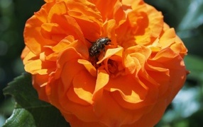 Жук сидит на красивом оранжевом цветке розы
