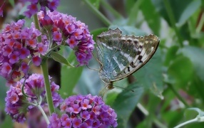 Бабочка сидит на мелких сиреневых цветах