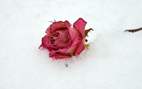 Сухая роза лежит в холодном белом снегу