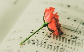 Сорванный цветок розы на нотной тетради