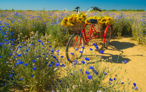 Красный велосипед стоит на поле с синими васильками