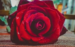 Красная роза в каплях росы лежит на полу