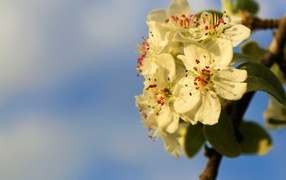 Ветка яблони с белыми цветами крупным планом